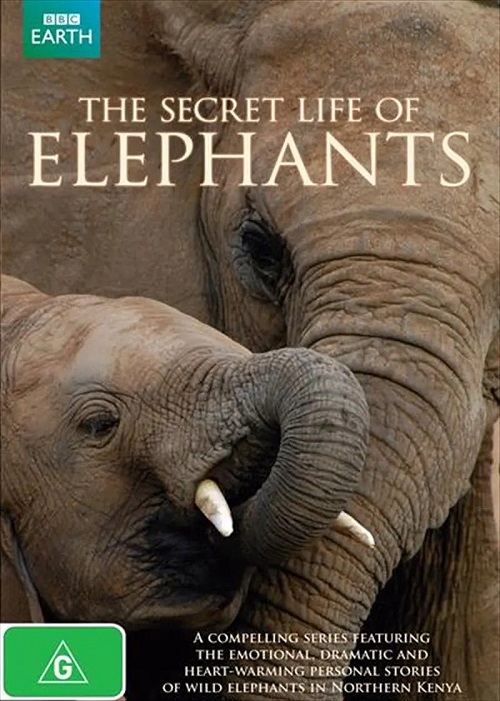 大象的秘密生活