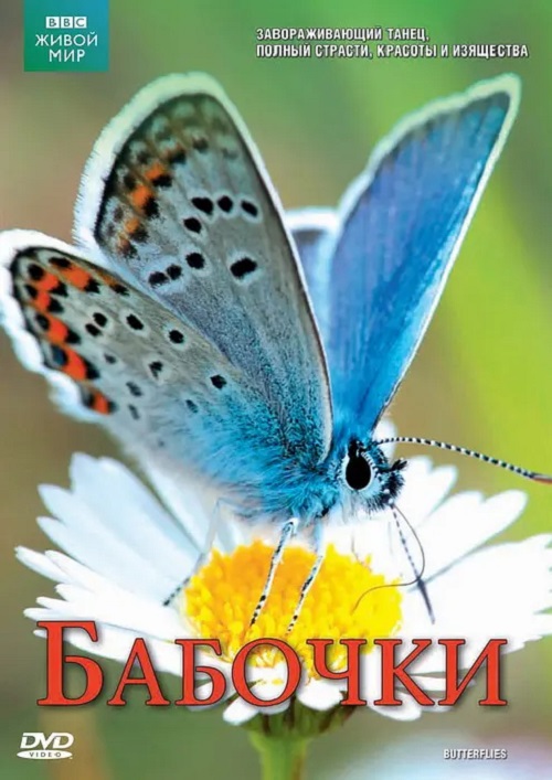 翩翩蝴蝶—英国式迷恋