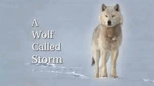 自然世界：狼之风暴